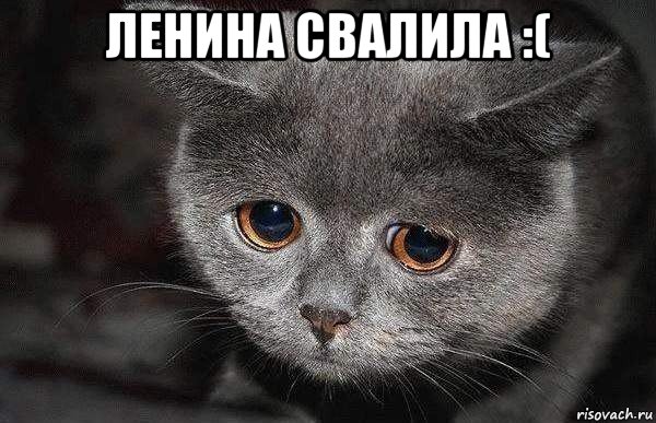 ленина свалила :( , Мем  Грустный кот