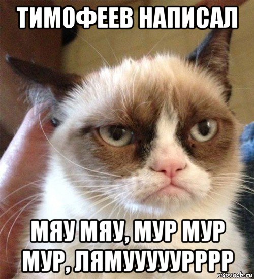 тимофеев написал мяу мяу, мур мур мур, лямууууурррр, Мем Грустный (сварливый) кот