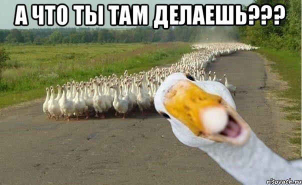 А что ты там делаешь??? , Мем гуси