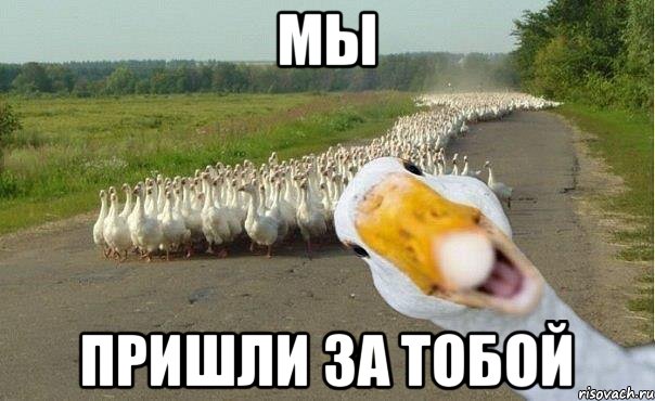 мы пришли за тобой, Мем гуси