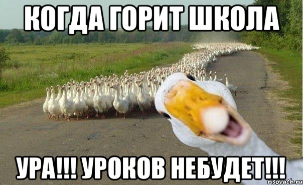 Когда горит школа УРА!!! УРОКОВ НЕБУДЕТ!!!, Мем гуси