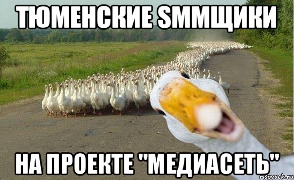 Тюменские SMMщики На проекте "МедиаСеть", Мем гуси