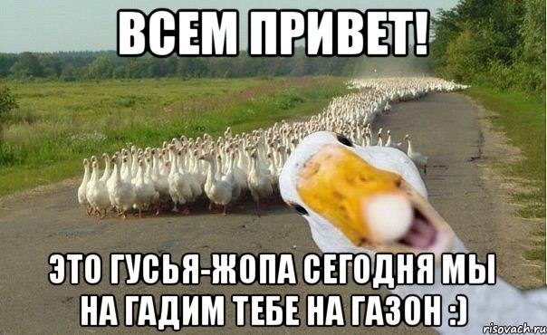 Всем привет! Это Гусья-Жопа Сегодня мы на гадим тебе на газон :), Мем гуси