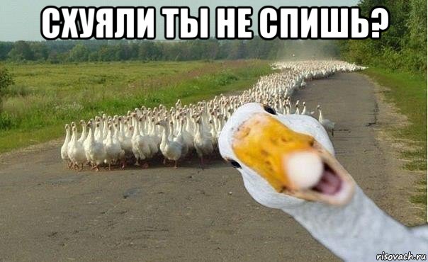 схуяли ты не спишь? , Мем гуси