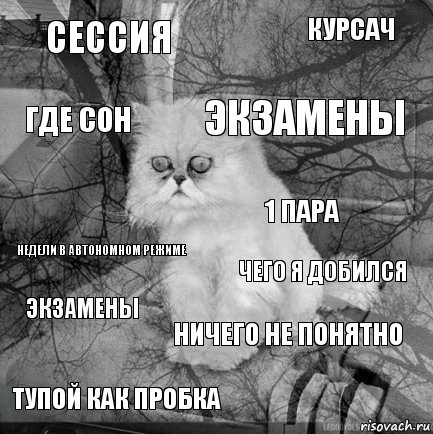 СЕССИЯ ЧЕГО Я ДОБИЛСЯ ЭКЗАМЕНЫ ТУПОЙ КАК ПРОБКА НЕДЕЛИ В АВТОНОМНОМ РЕЖИМЕ КУРСАЧ НИЧЕГО НЕ ПОНЯТНО ГДЕ СОН ЭКЗАМЕНЫ 1 ПАРА, Комикс  кот безысходность