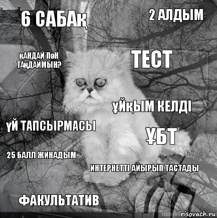 6 сабақ ҰБТ тест факультатив үй тапсырмасы 2 алдым интернетті айырып тастады қандай пән таңдаймын? 25 балл жинадым ұйқым келді, Комикс  кот безысходность