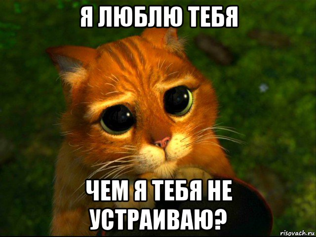 я люблю тебя чем я тебя не устраиваю?, Мем кот из шрека