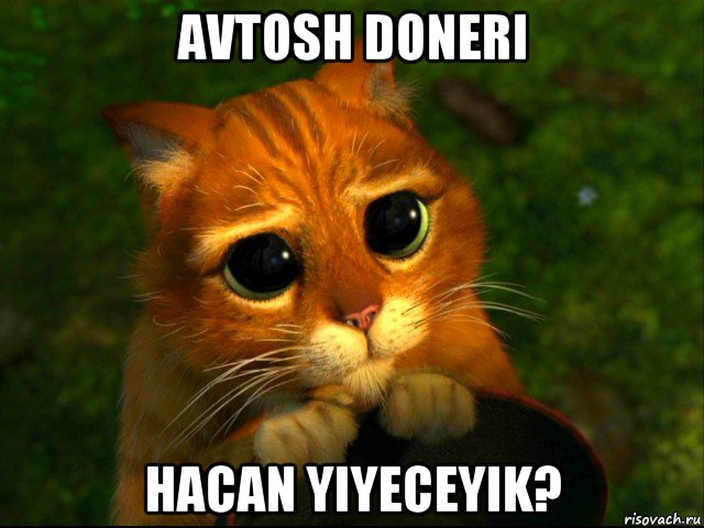 avtosh doneri hacan yiyeceyik?, Мем кот из шрека