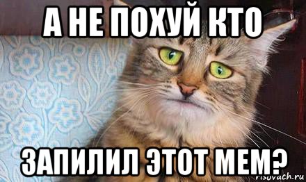 а не похуй кто запилил этот мем?, Мем  кот печаль