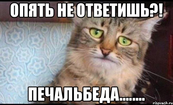 Опять не ответишь?! ПЕЧАЛЬБЕДА........, Мем  кот печаль