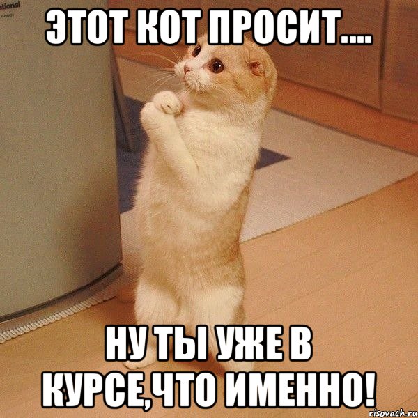 этот кот просит.... ну ты уже в курсе,что именно!, Мем  котэ молится