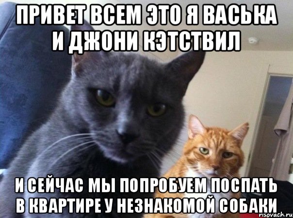 привет всем это я васька и джони кэтствил и сейчас мы попробуем поспать в квартире у незнакомой собаки, Мем  Два котэ