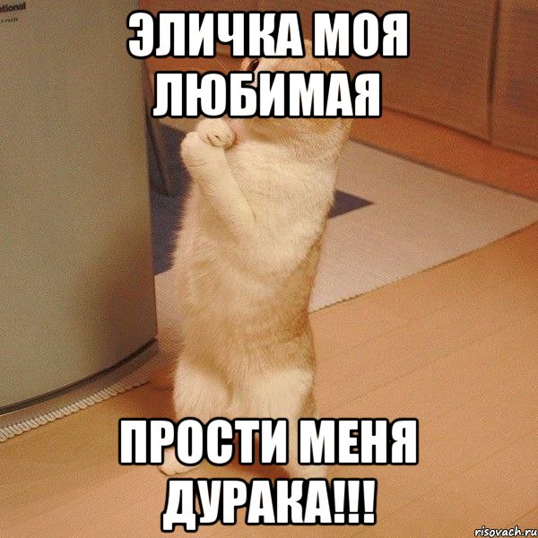 Эличка моя любимая Прости меня дурака!!!, Мем  котэ молится