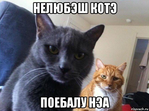 нелюбэш котэ поебалу нэа, Мем  Два котэ