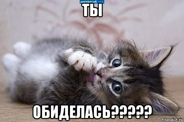 ты обиделась?????, Мем  котенок