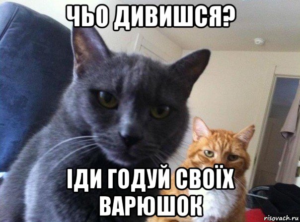 чьо дивишся? іди годуй своїх варюшок, Мем  Два котэ