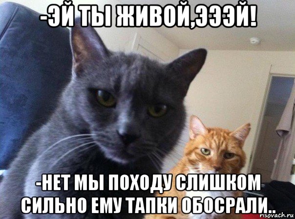 -эй ты живой,эээй! -нет мы походу слишком сильно ему тапки обосрали.., Мем  Два котэ