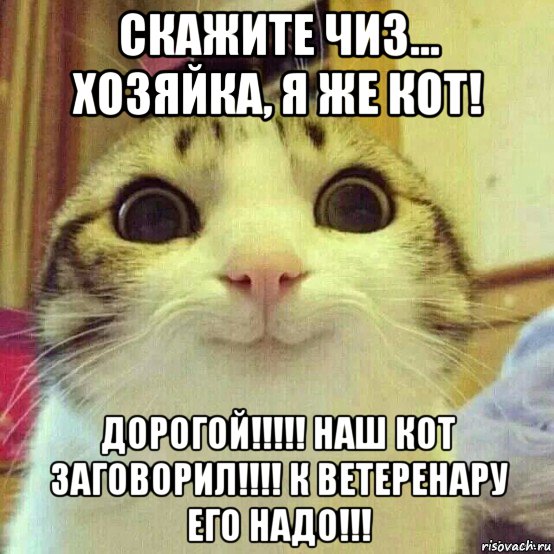 скажите чиз... хозяйка, я же кот! дорогой!!!!! наш кот заговорил!!!! к ветеренару его надо!!!, Мем       Котяка-улыбака