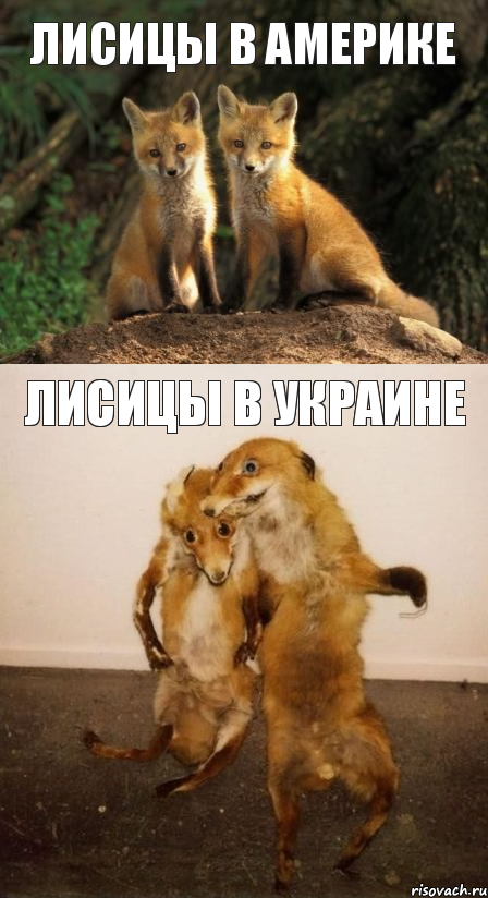 Лисицы в Америке Лисицы в Украине, Комикс Лисицы