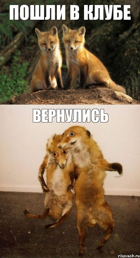 пошли в клубе вернулись, Комикс Лисицы