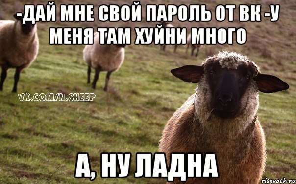 -дай мне свой пароль от вк -у меня там хуйни много А, ну ладна, Мем  Наивная Овца