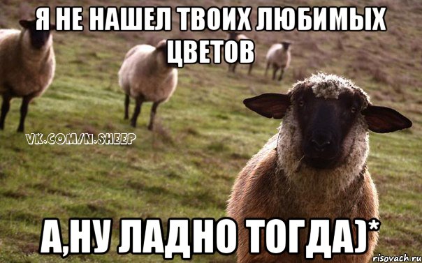 Я не нашел твоих любимых цветов А,ну ладно тогда)*, Мем  Наивная Овца