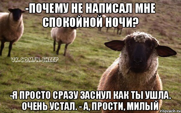 -Почему не написал мне спокойной ночи? -Я просто сразу заснул как ты ушла. Очень устал. - А, прости, милый, Мем  Наивная Овца