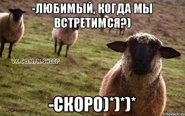 -Любимый, когда мы встретимся?) -Скоро)*)*)*, Мем  Наивная Овца