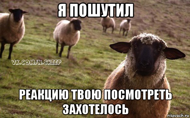 Я ПОШУТИЛ РЕАКЦИЮ ТВОЮ ПОСМОТРЕТЬ ЗАХОТЕЛОСЬ, Мем  Наивная Овца
