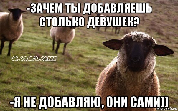 -Зачем ты добавляешь столько девушек? -Я не добавляю, они сами)), Мем  Наивная Овца