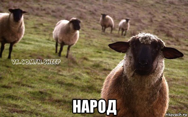  народ, Мем  Наивная Овца