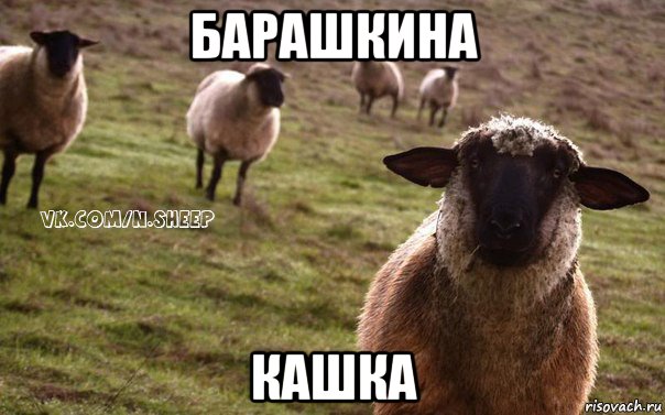 барашкина кашка, Мем  Наивная Овца