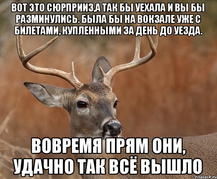 вот это сюрприиз,а так бы уехала и вы бы разминулись. Была бы на вокзале уже с билетами, купленными за день до уезда. вовремя прям они, удачно так всё вышло, Мем  Наивный Олень v2