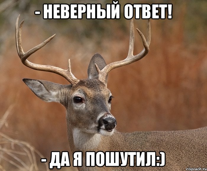 - Неверный ответ! - Да я пошутил:), Мем  Наивный Олень v2