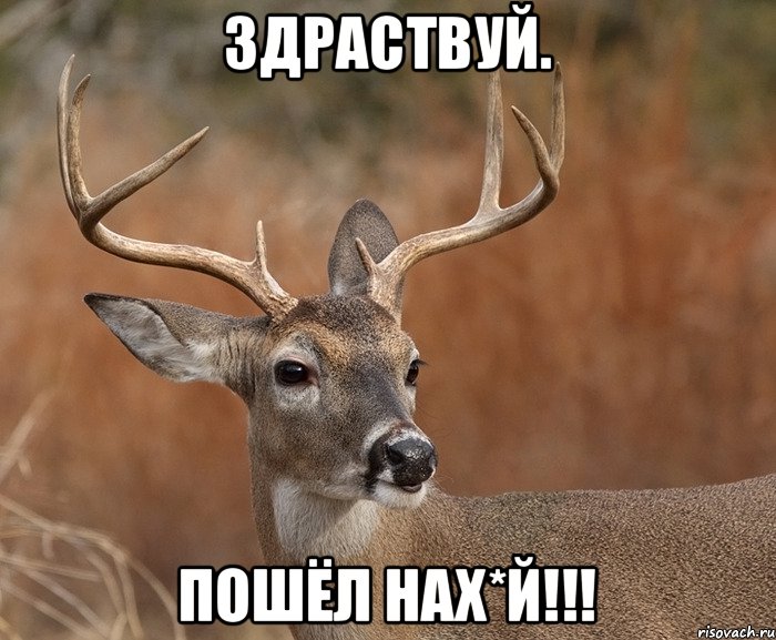 здраствуй. ПОШЁЛ НАХ*Й!!!, Мем  Наивный Олень v2