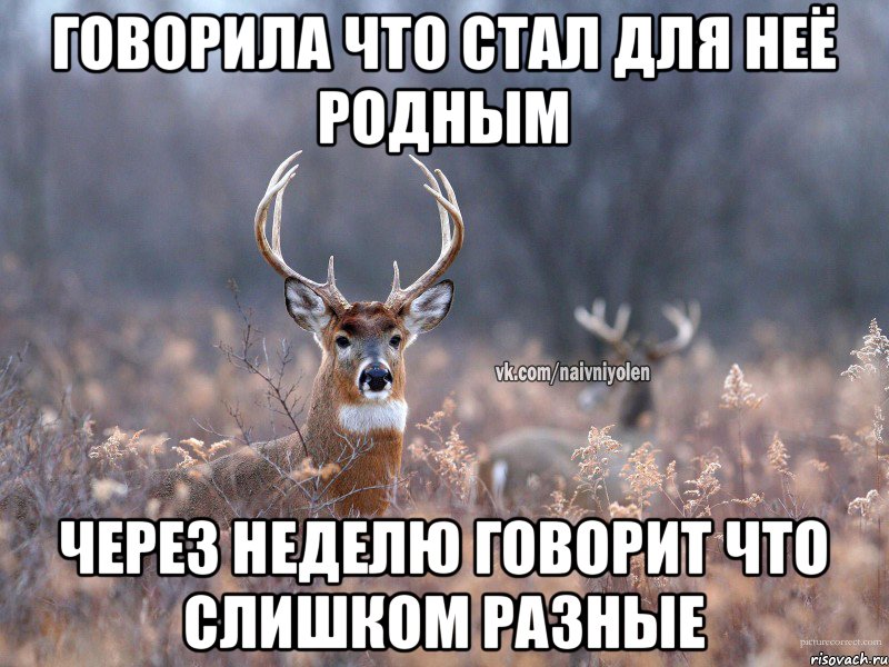 говорила что стал для неё родным через неделю говорит что слишком разные, Мем   Наивный олень