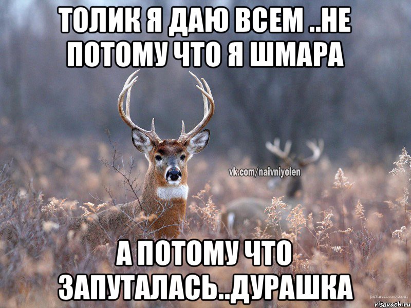 Толик я даю всем ..не потому что я шмара а потому что запуталась..дурашка, Мем   Наивный олень