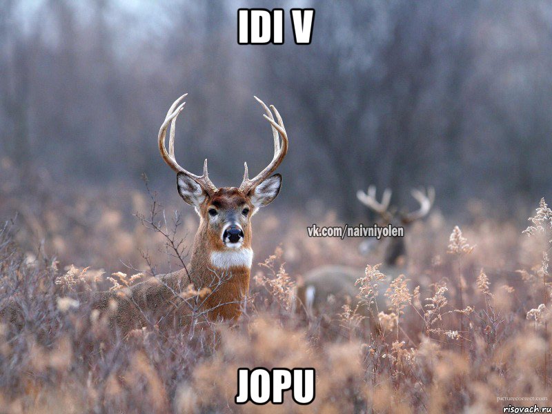 idi v jopu, Мем   Наивный олень