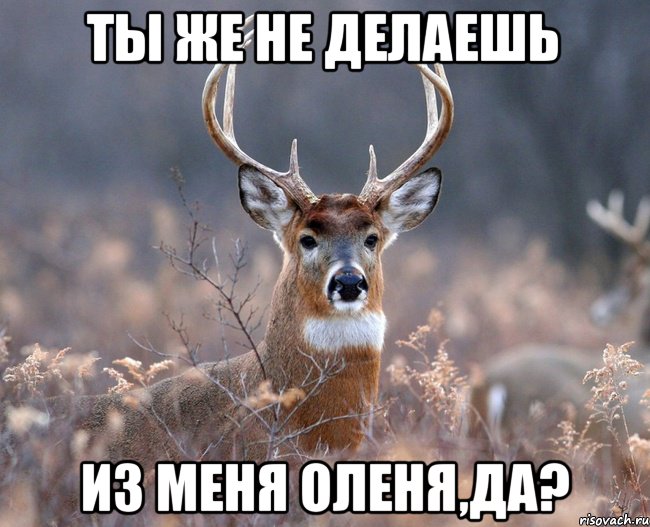 Ты же не делаешь из меня оленя,да?