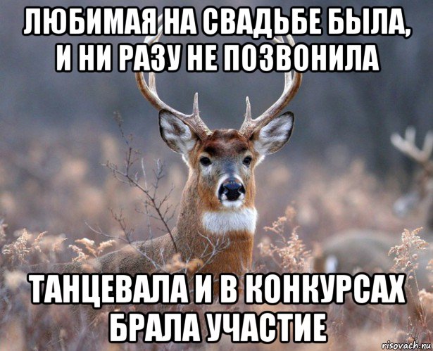 любимая на свадьбе была, и ни разу не позвонила танцевала и в конкурсах брала участие, Мем   Наивный олень