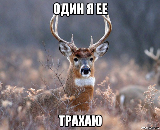 один я ее трахаю, Мем   Наивный олень