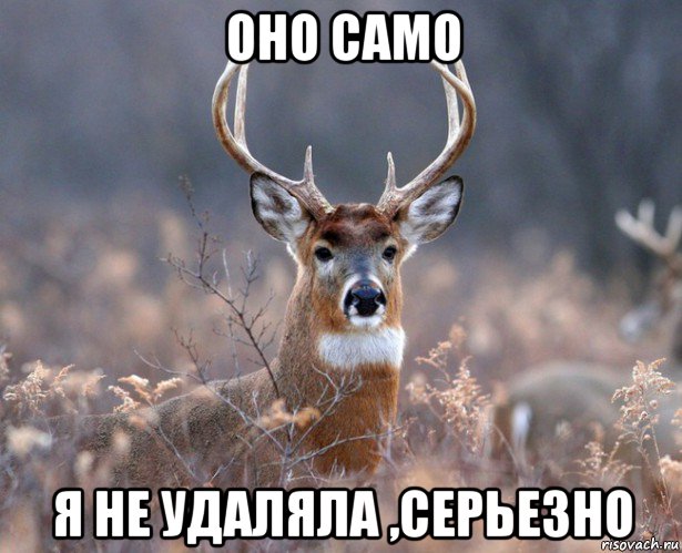 оно само я не удаляла ,серьезно