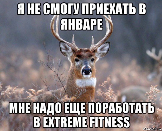 я не смогу приехать в январе мне надо еще поработать в extreme fitness, Мем   Наивный олень