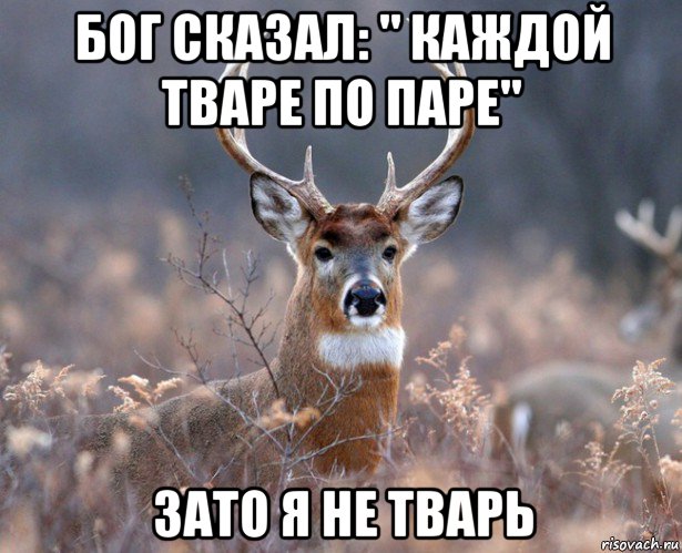 бог сказал: " каждой тваре по паре" зато я не тварь, Мем   Наивный олень