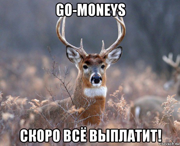 go-moneys скоро всё выплатит!, Мем   Наивный олень