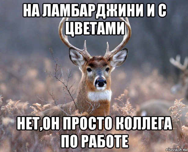 на ламбарджини и с цветами нет,он просто коллега по работе, Мем   Наивный олень