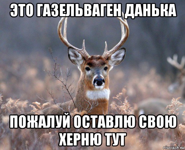 это газельваген данька пожалуй оставлю свою херню тут, Мем   Наивный олень