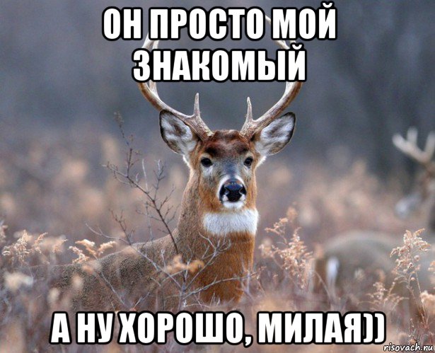 он просто мой знакомый а ну хорошо, милая)), Мем   Наивный олень