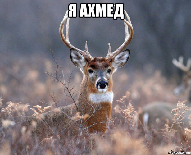 я ахмед , Мем   Наивный олень