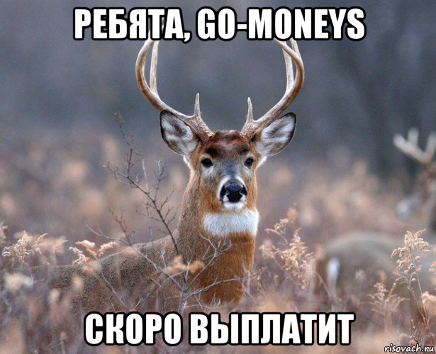 ребята, go-moneys скоро выплатит, Мем   Наивный олень